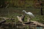 Aigrette garzette